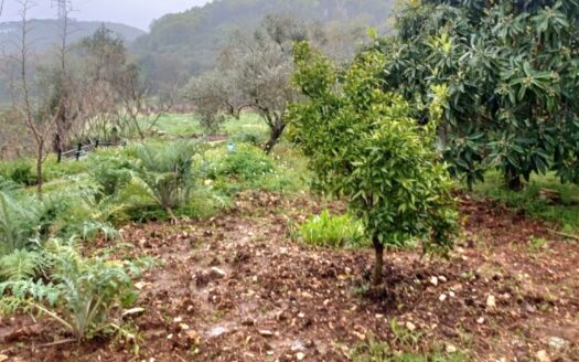 Land History Building For Sale Batroun